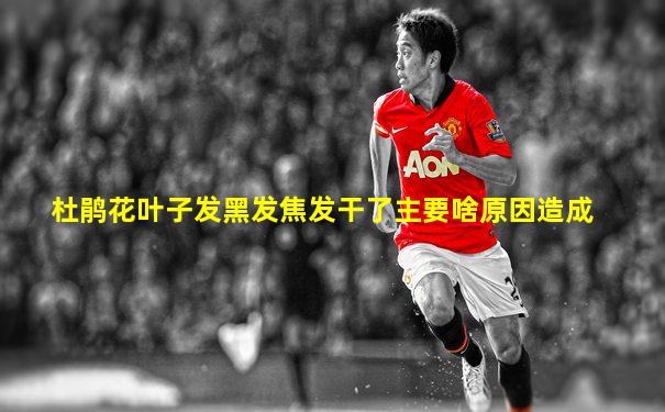 杜鹃花叶子发黑发焦发干了主要啥原因造成